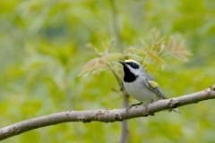 Golden-Winged Warbler